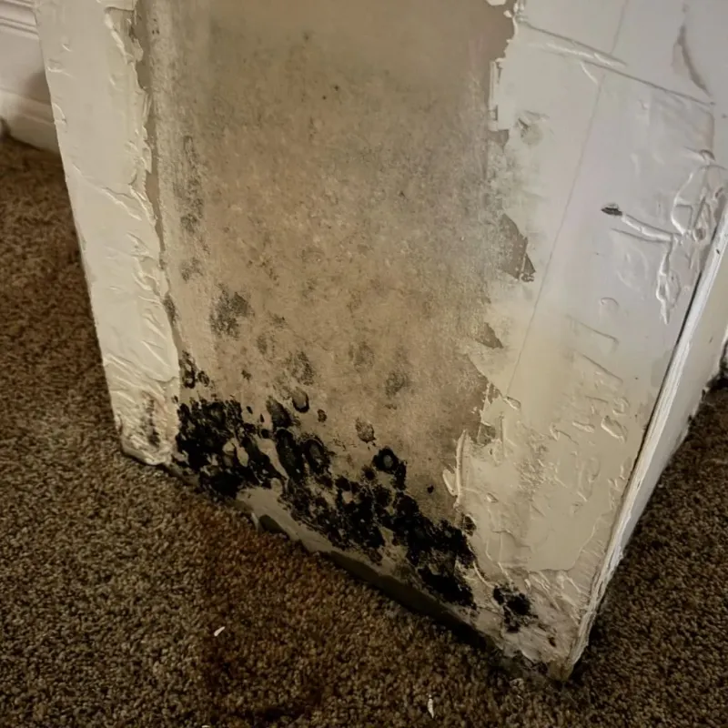 Professional Mold Removal in Sequoyah County, OK
